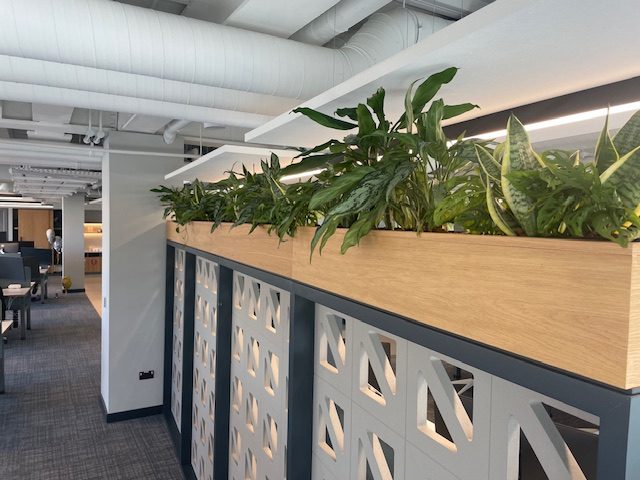 indoor plant displays