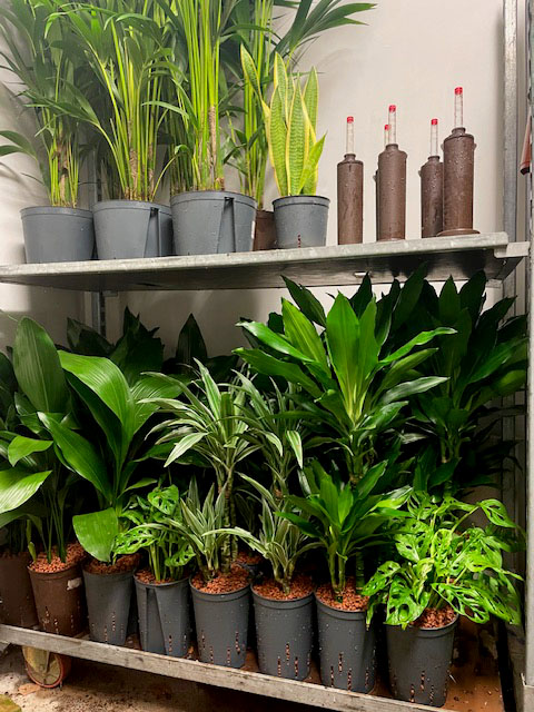 Plant rental